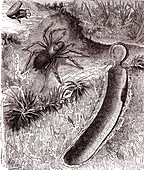 Trapdoor spider, 19th century illustration