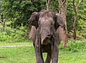 Female Indian elephant