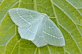 Small emerald moth
