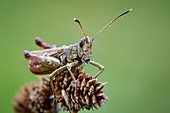 Rufous grasshopper