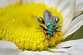 Thick legged flower beetle