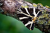 Jersey tiger moth