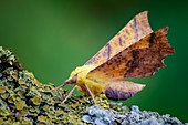 Canary-shouldered thorn moth