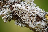 Marbled green moth