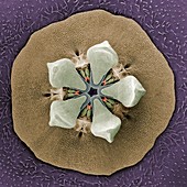 Pollination mechanics of carrion flowers