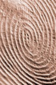 The structure of a human fingerprint
