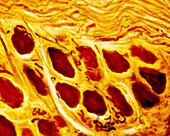 Dorsal root ganglion, light micrograph