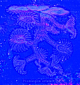 Hyrozoan polyp, 19th century illustration
