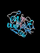 Parasite protein bound to inhibitor, molecular model
