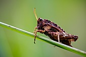 Common groundhopper