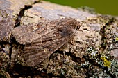Common rustic moth