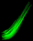 Heart cell actin fibres, fluorescence micrograph