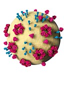 Nipah virus structure, illustration