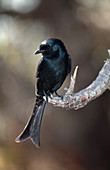 Forktailed drongo