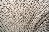 African elephant skin