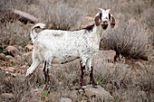 Boer goat