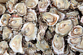 Pacific oyster