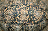 Leopard tortoise shell