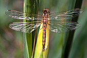 Common thorntail dragonfly