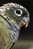 Scaly-headed parrot