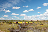 Cows, Western Cape, South Africa