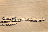 Merino sheep, Overberg region, South Africa