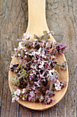 Basil herb on a wooden spoon