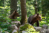 European brown bears, Slovenia