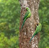 Ring-necked parakeets