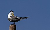 Lesser crested tern