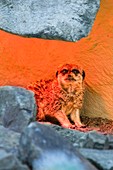 Meerkat under an infrared heat lamp