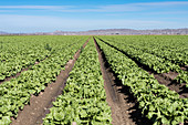 Green leaf lettuce farm, Arizona, USA