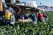 Farm workers harvesting cauliflower, Arizona, USA