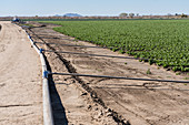 Irrigation pipes and rows of green leaf lettuce