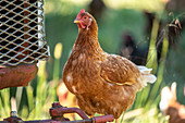 Hen sitting on a tractor