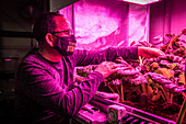 Professor tending to plants growing in an aquaponics system