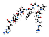 Bradykinin peptide molecule, illustration