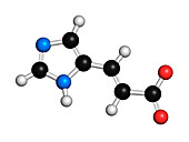 Urocanic acid molecule, illustration