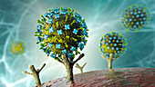 Nipah viruses binding to human cells, illustration
