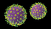 Nipah virus particles, illustration