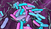 Cutibacterium acnes bacteria, illustration