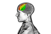 Human brain with highlighted frontal gyri, illustration