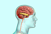 Brain with highlighted inferior temporal gyrus, illustration