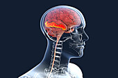 Brain with highlighted middle temporal gyrus, illustration