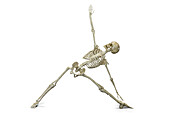 Skeleton in triangle yoga pose, illustration.