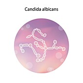 Candida albicans, illustration