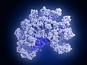 Immunoglobulin M, molecular model