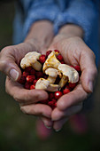 Hands holding wild strawberries and mushrooms