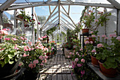 Pink geraniums in greenhouse