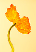 Poppy flowers